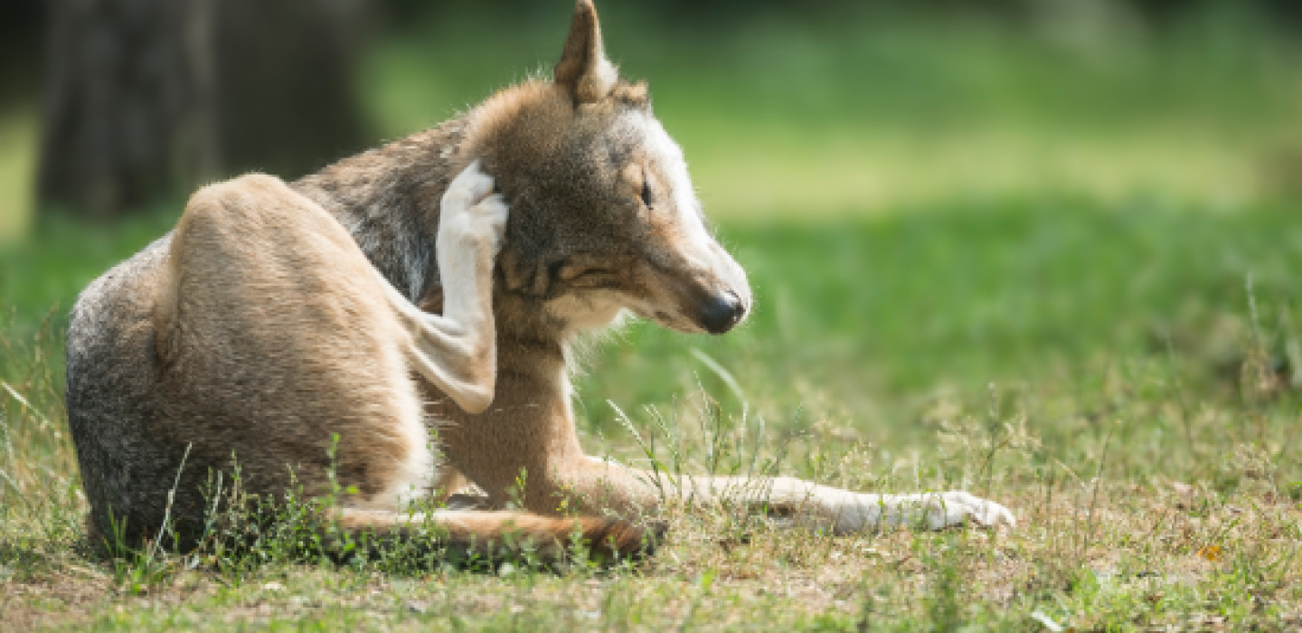 De wolf is terug in ons land | Wolven in Nederland